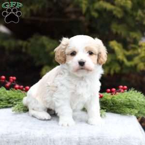 Bella, Cavachon Puppy
